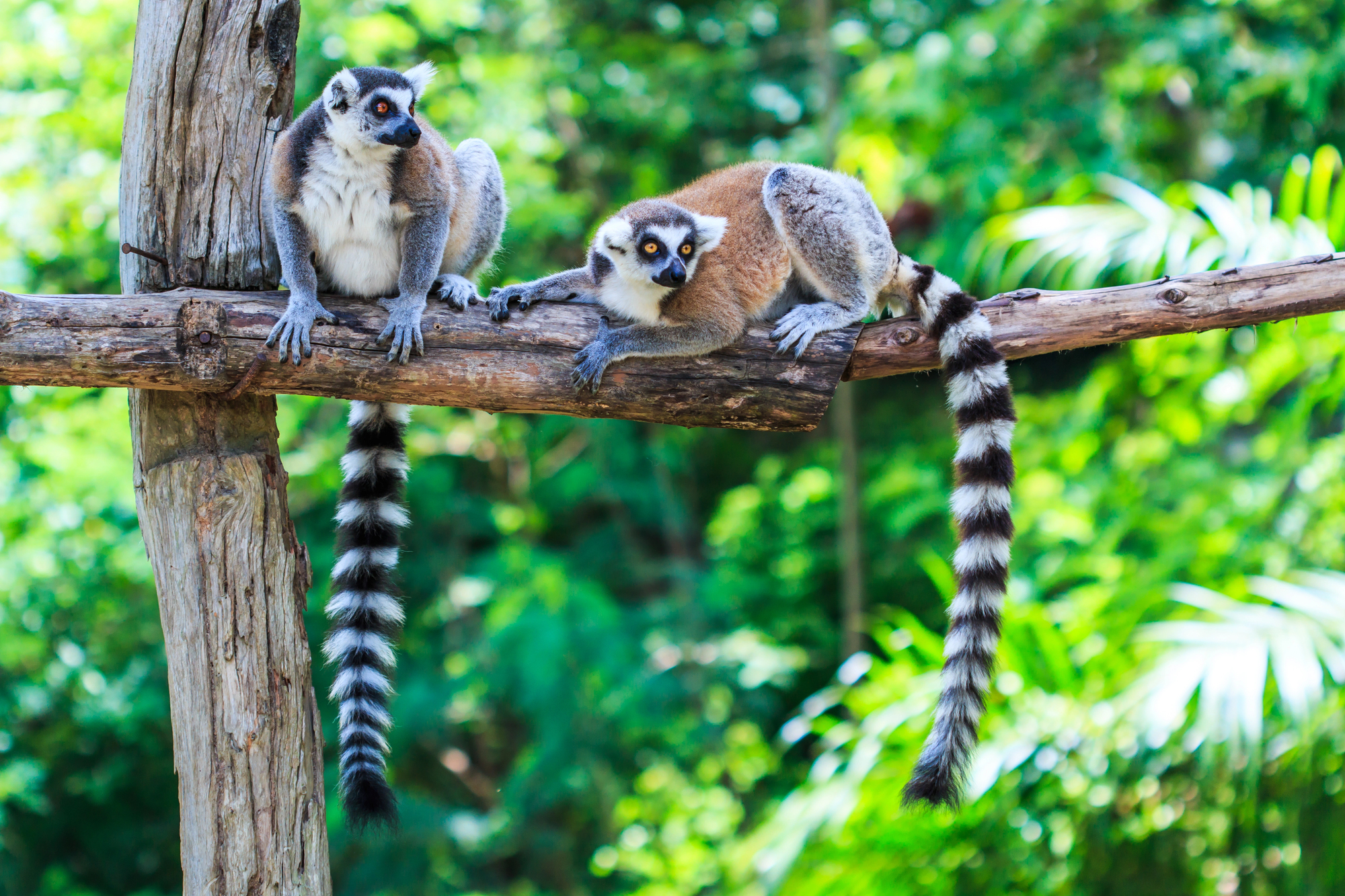 nosy-be-lemuri.jpg