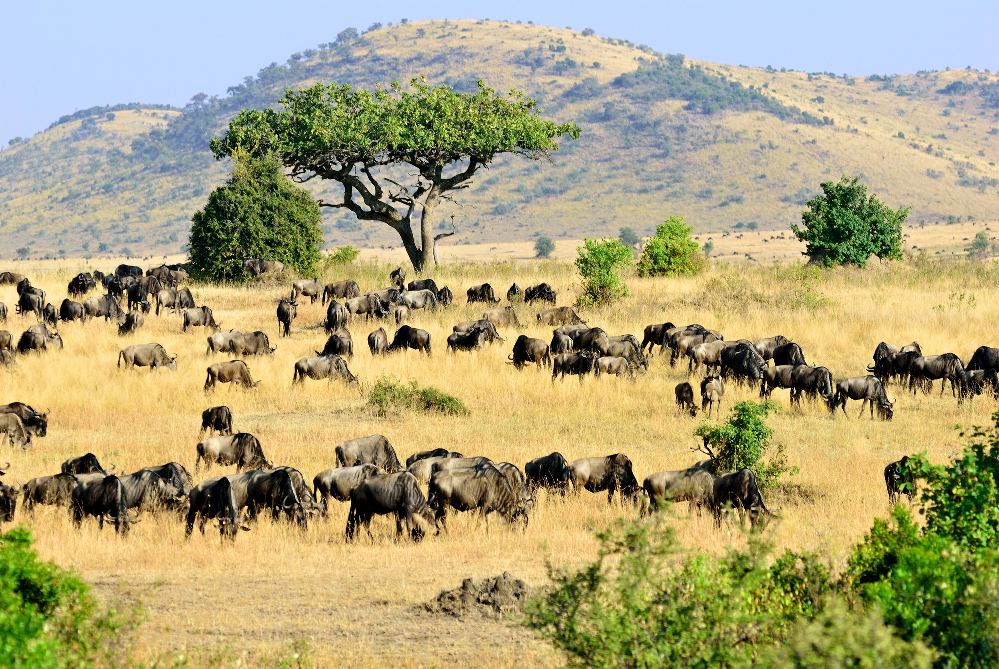 masai-mara.jpg