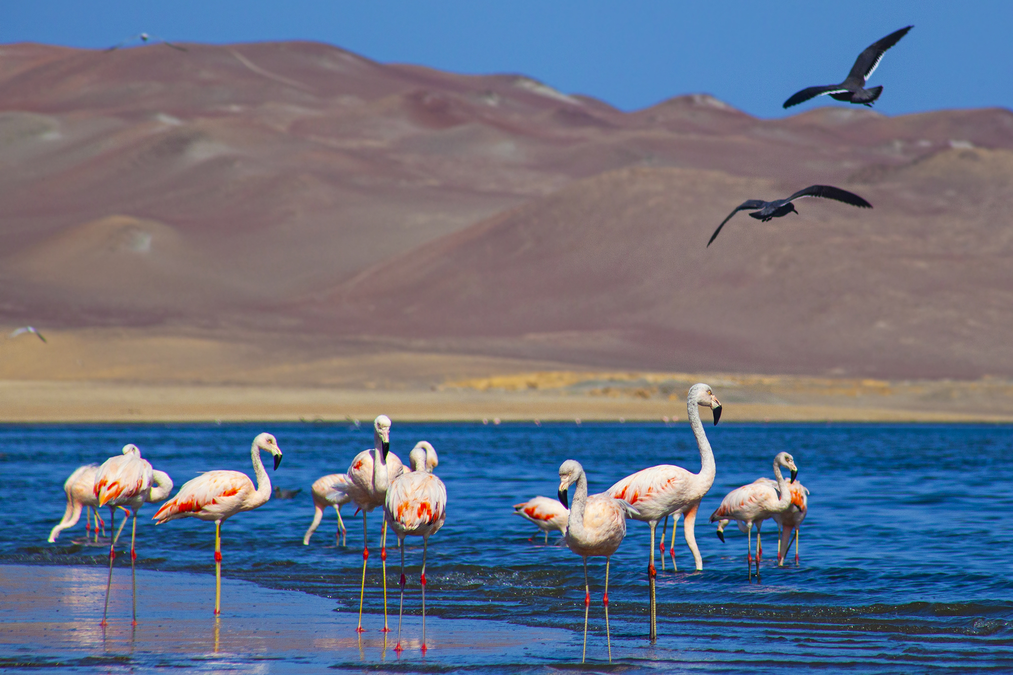 paracas-perù.jpg